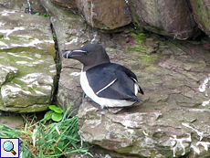 Tordalk (Razorbill, Alca torda)