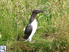 Trottellumme (Common Guillemot oder Common Murre, Uria aalge)