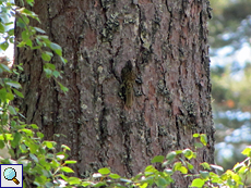 Waldbaumläufer (Eurasian Treecreeper, Certhia familiaris)