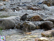 Wasseramsel (White-throated Dipper, Cinclus cinclus)