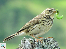 Wiesenpieper (Meadow Pipit, Anthus pratensis)