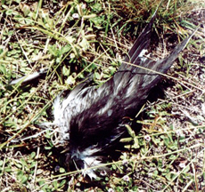 Geköpfte Rußseeschwalbe auf dem Rollfeld von Bird Island