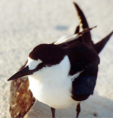 Rußseeschwalbe (Onychoprion fuscata nubilosus) mit gebrochenem Flügel