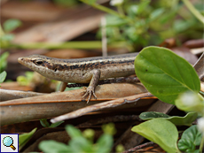 Seychellen-Skinke (Trachylepis seychellensis) auf Bird Island