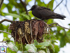 Junger Schlankschnabelnoddi (Anous tenuirostris) auf seinem Nest