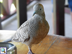 Ein Sperbertäubchen (Geopelia striata) läuft im Speisesaal der Bird Island Lodge über einen Tisch