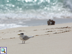 Eilseeschwalbe (Thalasseus bergii) am Strand von Bird Island