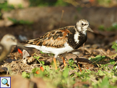 Steinwälzer (Arenaria interpres interpres) auf Bird Island