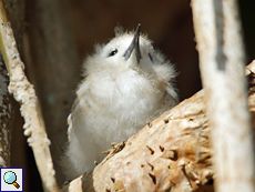 Junge Feenseeschwalbe (Gygis alba)