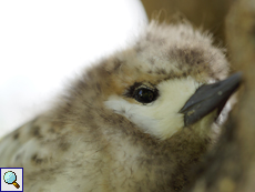 Sehr junge Feenseeschwalbe (Gygis alba)