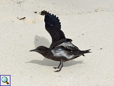 Junge Rußseeschwalbe (Onychoprion fuscata nubilosus) übt das Fliegen