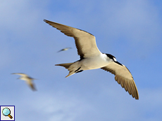 Rußseeschwalbe (Onychoprion fuscata nubilosus) im Flug