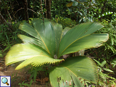 Phoenicophorium borsigianum