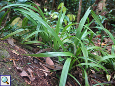 Zitronengras (Cymbopogon sp.)