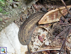 Bestens getarnt im alten Laub: die Nacktschnecke Filicaulis seychellensis