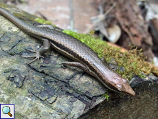 Seychellen-Skink (Trachylepis seychellensis)