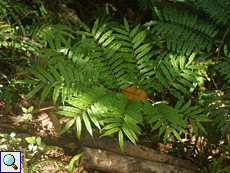 Bootfarn (Giant Fern, Angiopteris evecta)