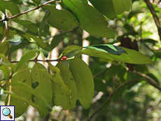 Verwilderter Arabica-Kaffee (Coffea arabica)