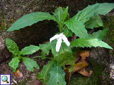 Hippobroma longiflora