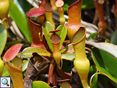 Nepenthes pervillei auf dem Copolia