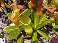 Nepenthes pervillei