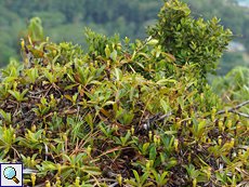 Nepenthes pervillei