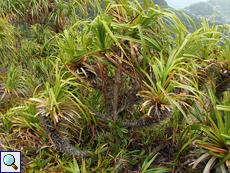 Pandanus multispicatus