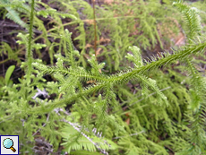 Nickender Bärlapp (Lycopodiella cernua)