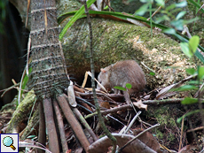 Großer Tenrek (Tenrec ecaudatus)