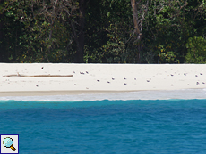 An diesem Traumstrand von Cousin dürfen nur die Boote der Ranger landen - und natürlich Seevögel