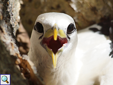 Dieser brütende Weißschwanz-Tropikvogel (Phaethon lepturus lepturus) hechelt aufgrund der Hitze