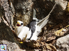 Das Nest des Weißschwanz-Tropikvogels (Phaethon lepturus lepturus) hat kaum Schatten