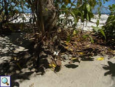 Immer genau hinschauen - zwischen so mancher Baumwurzel brüten Weißschwanz-Tropikvögel (Phaethon lepturus lepturus)