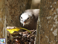 Junger Noddi (Anous stolidus) in seinem Nest