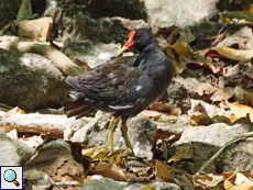 Erstaunlich gut getarnt: ein Teichhuhn (Gallinula chloropus orientalis)