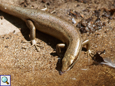 Ein Wright-Skink (Trachylepis wrightii) stillt seinen Durst