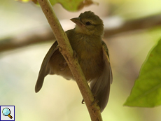 Junger Seychellen-Weber in Bettelstellung (Foudia sechellarum) hofft auf Futter