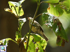 Sowohl im Wald als auch in den Mangroven anzutreffen: Seychellen-Rohrsänger (Acrocephalus sechellensis)