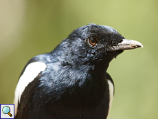 Ich sehe Dich - neugieriger Seychellen-Dajal (Copsychus sechellarum)