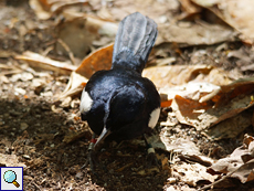 Auf dem Waldboden finden die Seychellen-Dajale (Copsychus sechellarum) ihre Nahrung