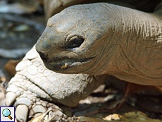Aldabra-Riesenschildkröte (Geochelone gigantea) auf Cousin