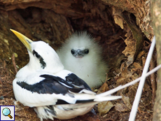 Aber die Einblicke ins Familienleben der Weißschwanz-Tropikvögel sind es wert