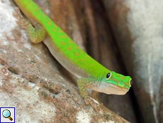 Farbtupfer im Wald von Cousin: Kleiner Seychellen-Taggecko (Phelsuma astriata semicarinata)