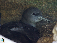 Keilschwanz-Sturmtaucher (Puffinus pacificus) in seiner Nisthöhle