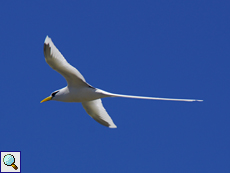 Weißschwanz-Tropikvögel (Phaethon lepturus lepturus) im Flug
