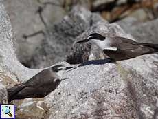 Auf den Felsen fühlen sich Zügelseeschwalben (Onychoprion anaethetus) wohl