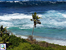 Kokospalme (Cocos nucifera) an der Küste