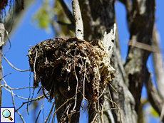 Das Nest eines Schlankschnabelnoddis (Anous tenuirostris)