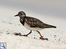 Steinwälzer (Arenaria interpres interpres) am Strand von Cousin