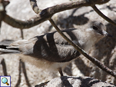 Junge Zügelseeschwalbe (Onychoprion anaethetus)